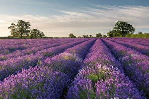 Bold cool woodlands Collection: Lavender (Lavandula) field at Somerset Lavender, near Frome, Somerset, UK. July 2014