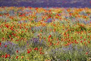 Lavender (Lavandula sp) field and poppies (Papaver rhoeas), near Sault, Vaucluse, France