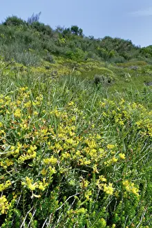 Legume Prints: Lavender-leaved anthyllis (Anthyllis hermanniae) flowering on coastal hillside grassland