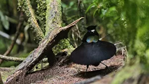 Images Dated 10th December 2020: Lawess parotia (Parotia lawesii) male displaying. Papua New Guinea