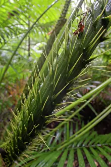 Spike Prints: Lawyer cane / Wait-a-while (Calamus australis) dense spines on leaf sheaths