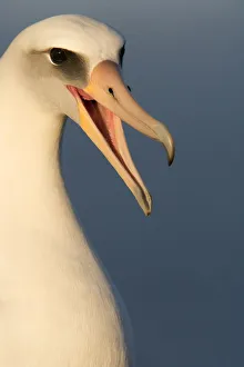 Albatrosses Gallery: Laysan albatross (Phoebastria immutabilis) head portrait calling mate, Guadalupe