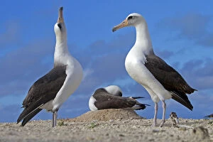 Albatross Gallery: Laysan albatross (Phoebastria immutabilis), courtship ritual, Eastern island, Midway