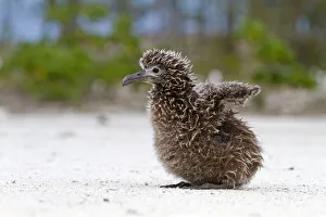Laysan albatross (Phoebastria immutabilis), chick, Eastern island, Midway Atoll National