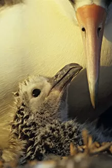 Vulnerable Collection: Laysan albatross (Phoebastria immutabilis) chick in the nest
