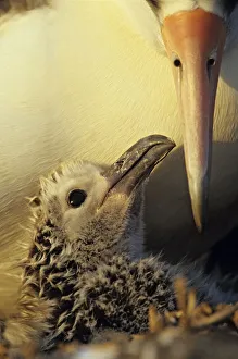Laysan albatross (Phoebastria immutabilis) chick in the nest