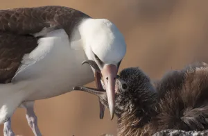 Laysan albatross (Phoebastria immutabilis) feeding chick