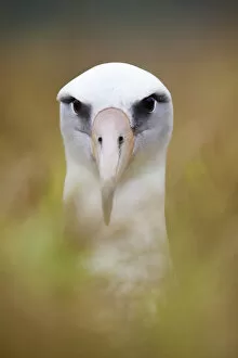 Images Dated 20th January 2014: Laysan Albatross (Phoebastria immutabilis) in nest, Clarion Island, Revillagigedo