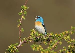 North American Birds Collection: Lazuli Bunting (Passerina amoena) male in breeding plumage, singing, Mono Lake Basin