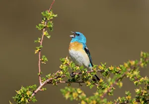 Songbirds Prints: Lazuli Bunting (Passerina amoena) male in breeding plumage, singing, Mono Lake Basin