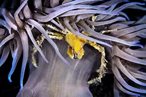 Leachs spider crab (Inachus phalangium) sheltering beneath the stinging tentacles of