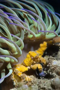 Prints of Leachs spider crab (Inachus phalangium) sheltering from the current beneath tentacles of Snakelocks anemone (Anemonia viridis). Selsey, West Sussex, UK, May 2020VISION Prints: Leachs spider crab (Inachus phalangium) sheltering from the current beneath