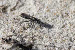 Heathland Prints: Leaden spider wasp (Pompilus cinereus) female