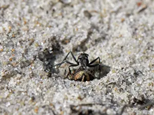 Heathland Prints: Leaden spider wasp (Pompilus cinereus) female