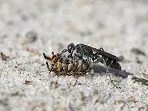 Heathland Prints: Leaden spider wasp (Pompilus cinereus) female