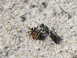 Heathland Prints: Leaden spider wasp (Pompilus cinereus) female