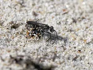 Heathland Prints: Leaden spider wasp (Pompilus cinereus) female