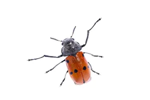 Images Dated 25th April 2009: Leaf beetle (Clytra sp) Huelva, Spain, April 2009