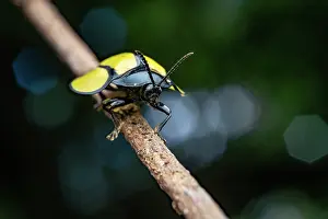 Chrysomelidae Prints: Leaf beetle (Omaspides bistriata) resting on a twig with a mite on its back