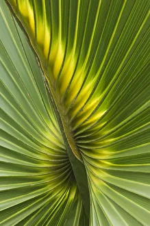 Green Colour Prints: Detail of leaf of Cabbage Palmetto (Sabal palmetto) Sanibel Island, Florida, USA
