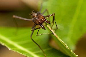 Leaf-cutter ant (Atta sp) cutting a leaf, Pacaya-Samiria NR, Peru