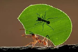 Leaf cutter ant (Atta sp) female worker carrying leaf to nest, with a smaller minor'