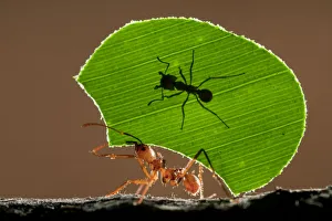 Leaf cutter ant (Atta sp) female worker carrying leaf to nest, with a smaller minor