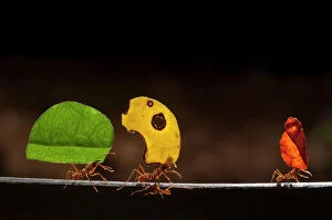 Colourful Gallery: Leaf cutter ants (Atta cephalotes) carrying sections of leaves, to be used for cultivating