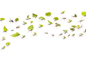 Images Dated 19th May 2014: Leaf-cutter ants (Atta cephalotes) carrying pieces of leaf that they have harvested