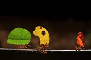 Leaf cutter ants (Atta cephalotes) carrying sections of leaves, to be used for cultivating