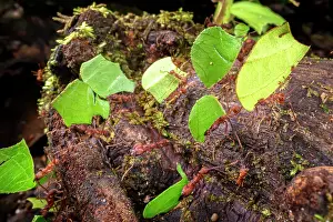 Busy Prints: Leaf-cutter ants (Atta sp. or Acromyrmex sp)