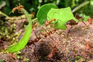 Busy Prints: Leaf-cutter ants (Atta sp. or Acromyrmex sp)