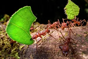 Busy Prints: Leaf-cutter ants (Atta sp. or Acromyrmex sp)