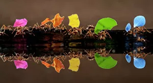 Hexapoda Collection: Leaf cutter ants (Atta sp) carrying colourful plant matter, reflected in water, Laguna del Lagarto