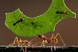 Forests in Our World Gallery: Leaf cutter ants (Atta sp) carrying piece of leaf, Costa Rica