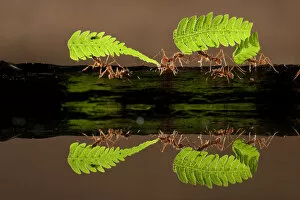 Leaf cutter ants (Atta sp) carrying pieces of fern, reflected in water, Costa Rica