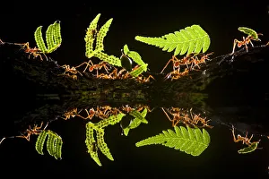 Part Of Prints: Leaf cutter ants (Atta sp) female worker ants carry pieces of fern leaves to nest