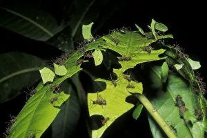 Ants Prints: Leaf cutting ants (Atta cephalotes) cutting pieces of leaf, rainforest habitat, Costa