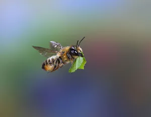 Leaf-cutting bee (Megachile species) carrying leaf section. Surrey, England, UK, July