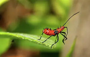 Nymph Prints: Leaf-footed bug (Leptoglossus pyllopus) nymph standing at the edge of a leaf in a garden