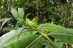 Images Dated 15th July 2011: Leaf katydid (Cycloptera speculata) Yasuni National Park, Amazon Rainforest, Ecuador