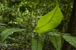 Leaf katydid (Cycloptera speculata) camouflaged on leaf, Yasuni National Park, Amazon Rainforest