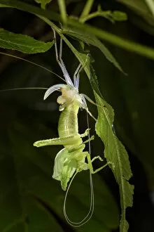 Images Dated 26th August 2016: Leaf mimic bush cricket or katydid (unknown species, family Tettigoniidae)