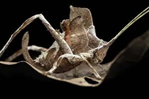 Ensifera Prints: Leaf-mimicking katydid (Mimetica sp.) resting on dried leaf, Tinamaste, Costa Rica