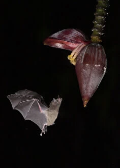 2019 May Highlights Collection: Leaf-nosed bat (Phyllostomidae sp) flying towards Banana (Musa sp) flower to feed