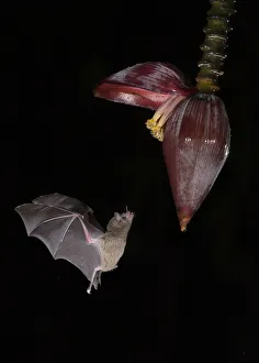 Leaf-nosed bat (Phyllostomidae sp) flying towards Banana (Musa sp) flower to feed