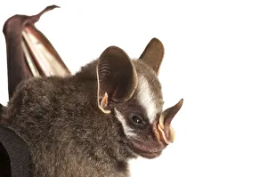 Leaf nosed bat (Stenodermatinae sp. ) Iwokrama, Guyana. Meetyourneighbours. net project