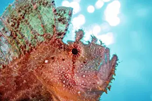 Scorpionfish Prints: Leaf scorpionfish (Taenianotus triacanthus) head portrait, Hawaii, Pacific Ocean