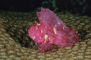Scorpionfish Prints: Leaf scorpionfish (Taenianotus triacanthus) portrait