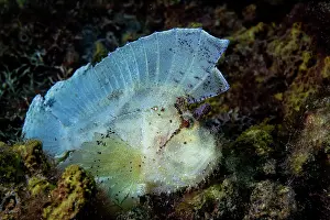 Scorpionfish Prints: Leaf scorpionfish (Taenianotus triacanthus) portrait
